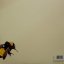 Tyler, The Creator &ndash; Scum Fuck Flower Boy - фото 2