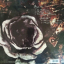 Tiamat &ndash; The Sleeping Beauty - Live In Israel - фото 2