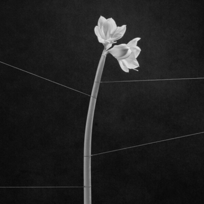 Trentemoller &ndash; Dreamweaver - фото 1