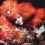 Bjork - BoX Set - фото 6