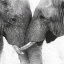 Elephant - Touch - фото 1