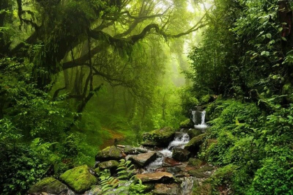 Rain Forrest SOLVENT - фото 1