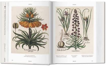 Basilius Besler. Florilegium. The Book of Plants - фото 4