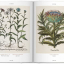 Basilius Besler. Florilegium. The Book of Plants - фото 2