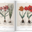 Basilius Besler. Florilegium. The Book of Plants - фото 3