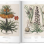 Basilius Besler. Florilegium. The Book of Plants - фото 4