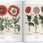 Basilius Besler. Florilegium. The Book of Plants - фото 5