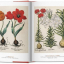 A Garden Eden. Masterpieces of Botanical Illustration. 40th Ed. - фото 3