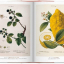 A Garden Eden. Masterpieces of Botanical Illustration. 40th Ed. - фото 5