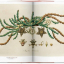 A Garden Eden. Masterpieces of Botanical Illustration. 40th Ed. - фото 6