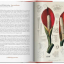 A Garden Eden. Masterpieces of Botanical Illustration. 40th Ed. - фото 7