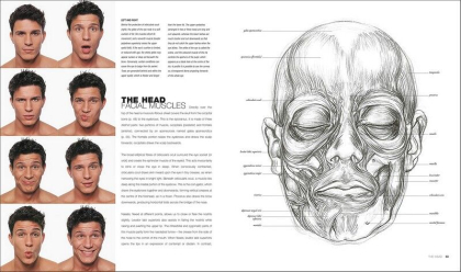 Anatomy for the Artist - фото 3