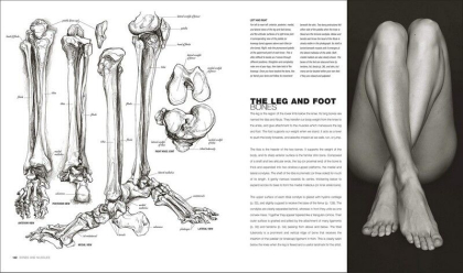 Anatomy for the Artist - фото 8