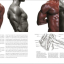 Anatomy for the Artist - фото 5
