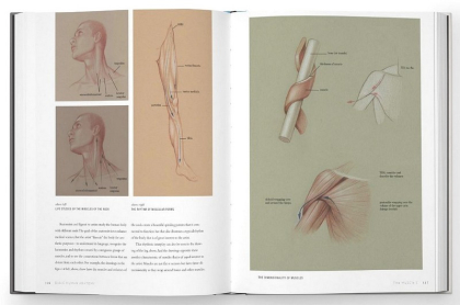 Basic Human Anatomy. An Essential Visual Guide for Artists - фото 2