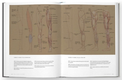 Basic Human Anatomy. An Essential Visual Guide for Artists - фото 4