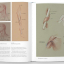 Basic Human Anatomy. An Essential Visual Guide for Artists - фото 2