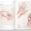 Basic Human Anatomy. An Essential Visual Guide for Artists - фото 5
