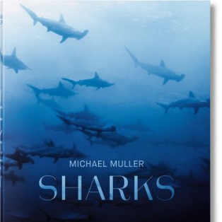 Michael Muller. Sharks