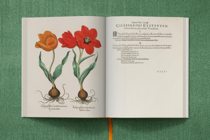 Basilius Besler. The Garden at Eichst&bdquo;tt - фото 7