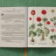Basilius Besler. The Garden at Eichst&bdquo;tt - фото 6