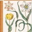 Basilius Besler. The Garden at Eichst&bdquo;tt - фото 1