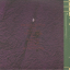 Animal Collective &ndash; Feels - фото 2