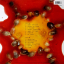Blind Melon &ndash; Blind Melon - фото 2