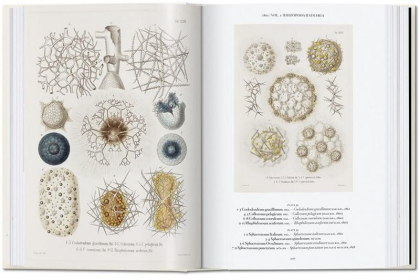The Art and Science of Ernst Haeckel. 40th Ed. - фото 2