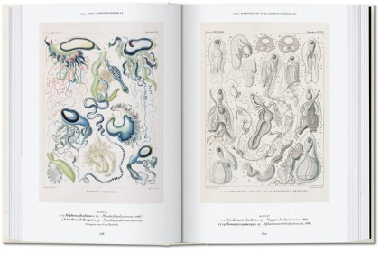 The Art and Science of Ernst Haeckel. 40th Ed. - фото 3