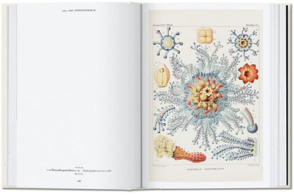 The Art and Science of Ernst Haeckel. 40th Ed. - фото 5