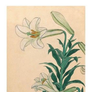 Lilies Teppoyuri, 1930