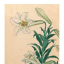 Lilies Teppoyuri, 1930 - фото 1