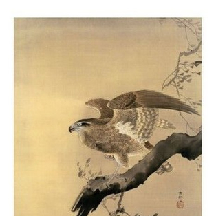 Hawk