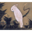 White Cockatoo on a Pine Branch - фото 1