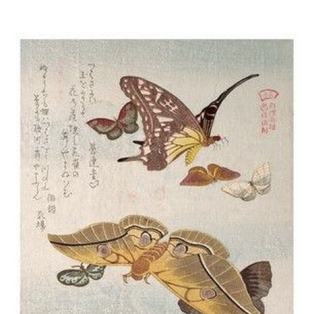 Butterflies and Various Moths I