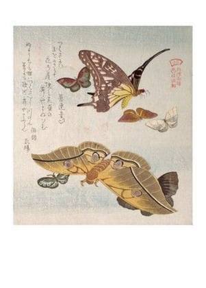 Butterflies and Various Moths I - фото 1