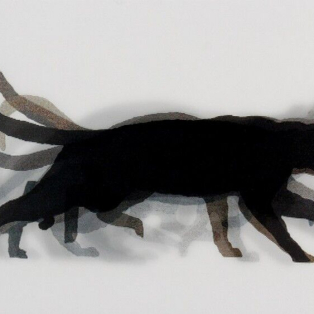 MUYBRIDGE, CAT