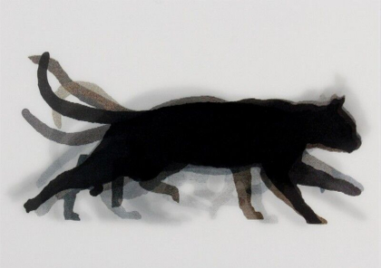 MUYBRIDGE, CAT - фото 1