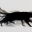 MUYBRIDGE, CAT - фото 1