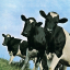 Pink Floyd &ndash; Atom Heart Mother - фото 2