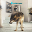Grinderman &ndash; Grinderman 2 - фото 1