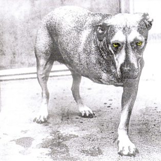 Alice In Chains – Alice In Chains Alice In Chains – Alice In Chains