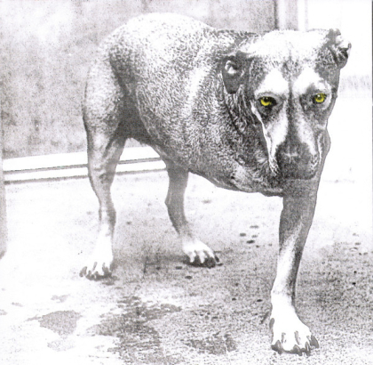 Alice In Chains – Alice In Chains - фото 1 Alice In Chains – Alice In Chains - фото 1