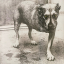 Alice In Chains – Alice In Chains - фото 1 Alice In Chains – Alice In Chains - фото 1